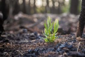 In Times of Uncertainty, Plant a Tree Image.