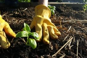 United Way Launches Food Security Initiative in Peel Region Image.