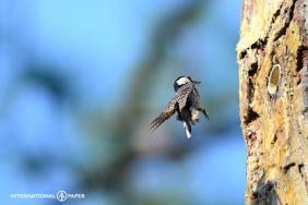 Supporting the Longleaf Pine Ecosystem in the Southeastern U.S. Image.