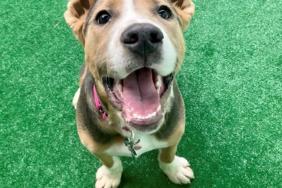 Subaru of America Helps Find Homes for Pets in Need at 2020 Chicago Auto Show Image.