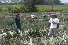 Fyffes: Valuing the Workforce to Improve Performance Image.
