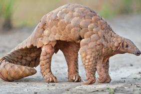 COVID-19, Conservation, and Combating Wildlife Trafficking: Breaking the Silos of Conservation and Public Health Image.