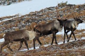 Mitsubishi Corporation Foundation for the Americas Supports Diverse Projects: From Caribou Conservation in Canada to Green Infrastructure in US Cities Image