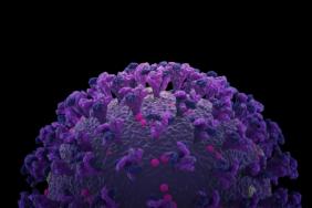 Virus Vocabulary Image.