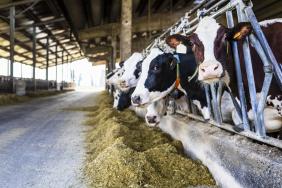 U.S. Gain Partners with Brightmark Energy on Dairy RNG Sites Image.