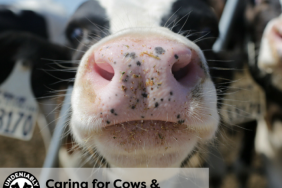 Undeniably Dairy: Caring for Cows and Nourishing Communities Image.
