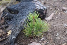 National Forest Foundation Launches Ambitious Effort to Plant 50 Million Trees Image.