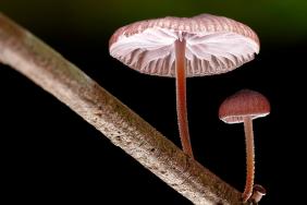 Research Reveals How Bark Types Affect Wood Decomposition Image.