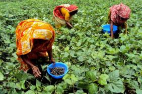 Building a Sustainable Mung Bean Farming System in Bangladesh Image