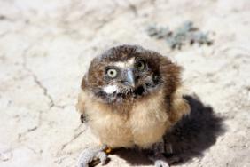 Effort to Save Burrowing Owls Goes Underground in Chino Image.