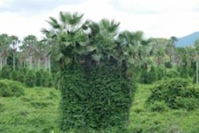 SC Johnson Provides Support to Help Protect CarnaÃºba Palm Trees in Brazil Image.