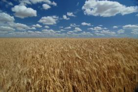 General Mills Launches Multi-Year Regenerative Agriculture Pilot with Wheat Growers in Central Kansas Image