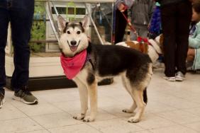 Subaru of America Helps Pets in Need During 2020 Philadelphia Auto Show Image.