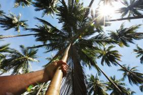 BASF, Cargill, P&G and GIZ Collaborate to Drive Production of Sustainable Certified Coconut Oil in the Philippines and Indonesia  Image.