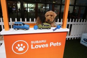 Subaru of America Expands Pet Adoptions to More Than 40 National Auto Shows Nationwide Image.