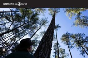 American Forest Foundation Welcomes International Paper as a Family Forest Carbon Program Partner Image