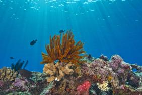 The Tiffany & Co. Foundation Commits $1 Million to Great Barrier Reef Conservation Efforts Image