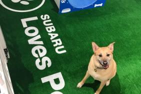 Subaru Hosts Event to Help Pets in Need During 2019 Chicago Auto Show Image.