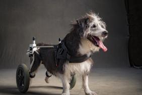 Subaru of America Reaffirms Commitment to Pets in Need During October "Subaru Loves Pets" Month and Establishes First-Ever "National Make a Dog’s Day" on October 22 Image.