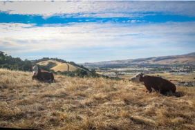 Santa Clara Valley Habitat Agency, Santa Clara Valley Open Space Authority and Peninsula Open Space Trust Protect 1,861-Acre Tilton Ranch, Bringing Total Acres Protected Adjoining Coyote Valley to 2,900  Image