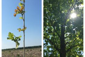 Companies, Customers Expand Their Commitment to Forests, Climate Change in Kansas Image