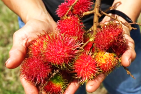 Ola Brew -Growing Hawaii’s Agriculture, One Pint at a Time Image.
