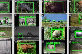 WildEyes ™ AI: Helping to Protect Wild Rhinos from Poachers and Track Species Recovery Image
