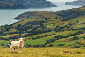 Responsible Wool Standard Promotes Sustainable Land Stewardship and Humane Sheep Treatment Image.