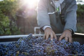 Jackson Family Wines Reaches 77% Certified Sustainable Vineyards Goal  Image