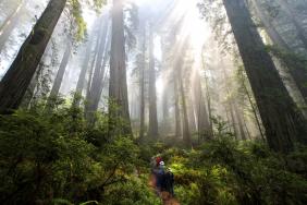 Save the Redwoods League Marks Centennial of Conservation at Earth Day San Francisco Festival on April 21 Image.