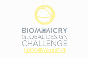 Biomimicry Global Design Challenge Opens Today Image.