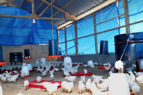 Tyson Foods and Cobb-Vantress Partner with OneEgg to Launch Sustainable Egg Farm in Haiti Image