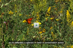 Smithfield Foods Collaboration with Environmental Defense Fund and Roeslein Alternative Energy Helps Bring Monarch Butterflies Back in Large Numbers Image.