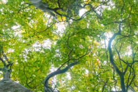 Trees, a Remarkable Innovation, the Unsung Heroes of Mitigating Climate Change Image.