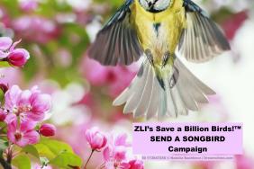 After the Pandemic: Inter-nationalist Wildlife Conservation Initiative Image.