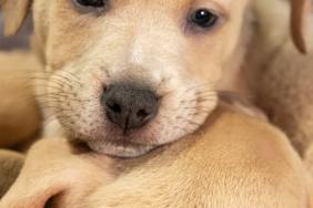 Subaru of America Finds Homes for Pets in Need During 2019 Los Angeles Auto Show Image.