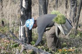 OneMain Financial Expands Partnership with National Forest Foundation to Plant 200,000 Trees Image.