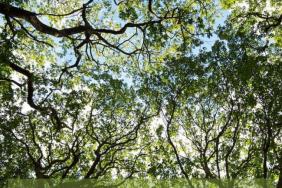Texas Trees Foundation Announces New Dallas Urban Heat Island Effect Report and Findings, Sponsored by Alliance Data and Wells Fargo Image.
