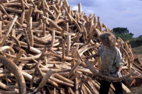 Attack on Kenya Conservationist Steps up Conflict in Illegal Ivory Trade Image.