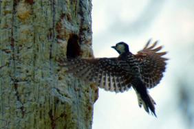 Landmark Forest Conservation Program on Pace to Restore and Protect More Than 540,000 Acres  Image.