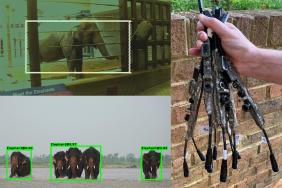 WildEyes™ AI: Helping to Save Wild Elephants and Prevent Human-Elephant Conflict Image