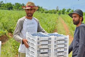 Supporting Kosovo's Agricultural Transformation Image.