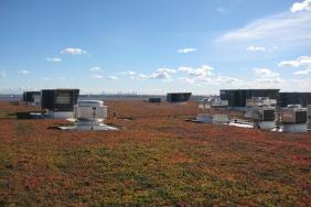 FedEx Express Hosts Largest "Green Roof" at Any U.S. Airport Image.