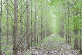 Trees are Nature's Technology Image