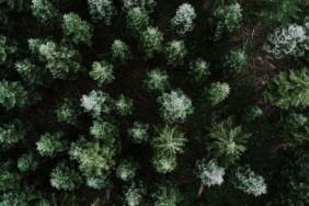 HP Inc. and the Arbor Day Foundation Team Up to Plant One Million Trees by the End of 2020 Image.