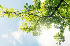 Tree City USA: Celebrating the Importance of Urban Tree Canopies Image.
