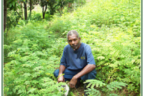 Haiti Tree Planting Will Slow Post-Earthquake Floods Image.