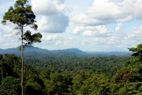International Paper and The Nature Conservancy Expand Work to Scale Natural Climate Solutions in North America Image.