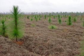 IKEA Celebrates the Planting of 1.5 Million Trees Together with American Forests Across America Image.