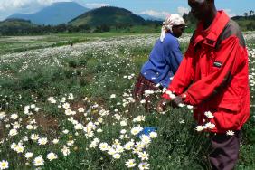 SC Johnson Initiates Partnership to Help Rwanda Farmers  Image.
